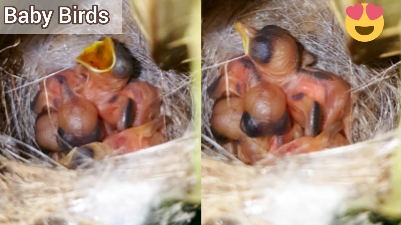 Baby Birds in our garden | Birds in our garden | baby birds | Baby Birds inside leaves | cute birds