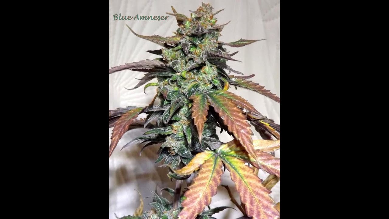 Kudo sweet seeds collection & led grow lights