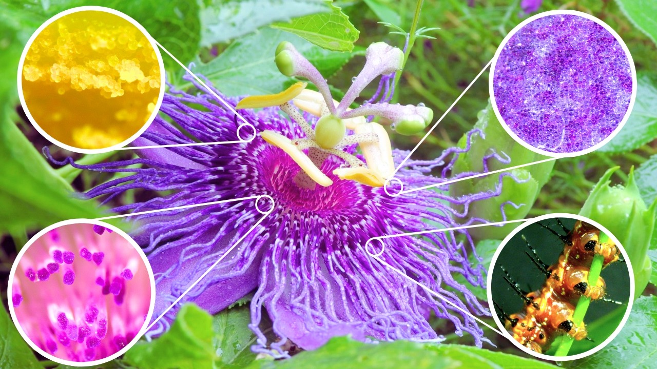 Under the Microscope - Passion Flower (Passiflora incarnata)