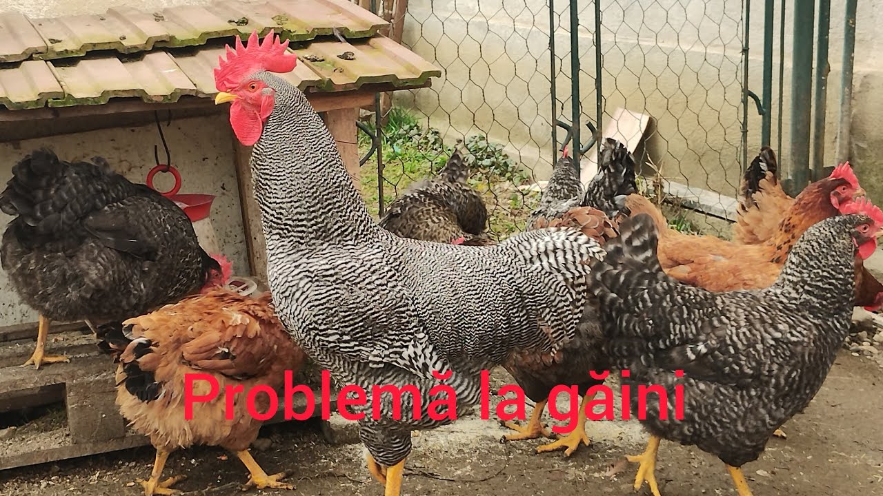Problemă la găinile de rasă mixtă Kabir.🐔🐓