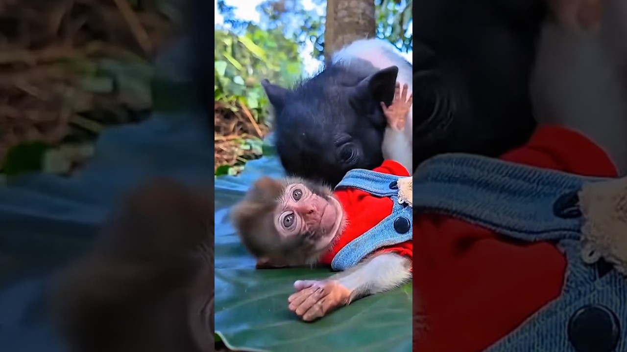 A monkey🐒 that loves to do farm work 