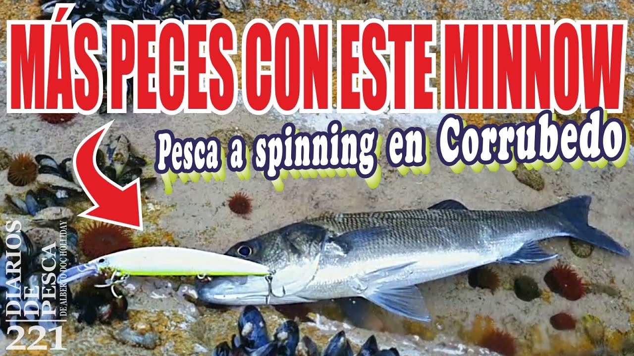 MÁS PECES CON ESTE MINNOW. Pesca a spinning medio en Corrubedo (Galicia, noroeste de España).