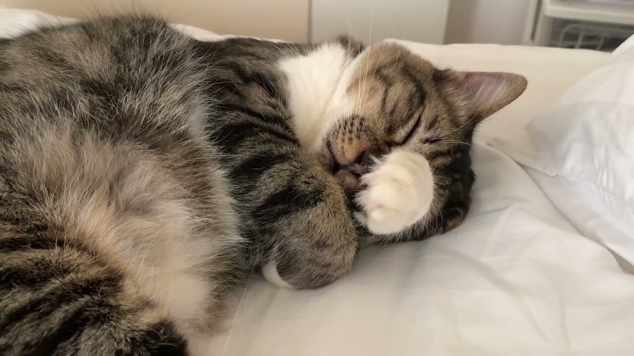 miiちゃんの研究をしてみよう