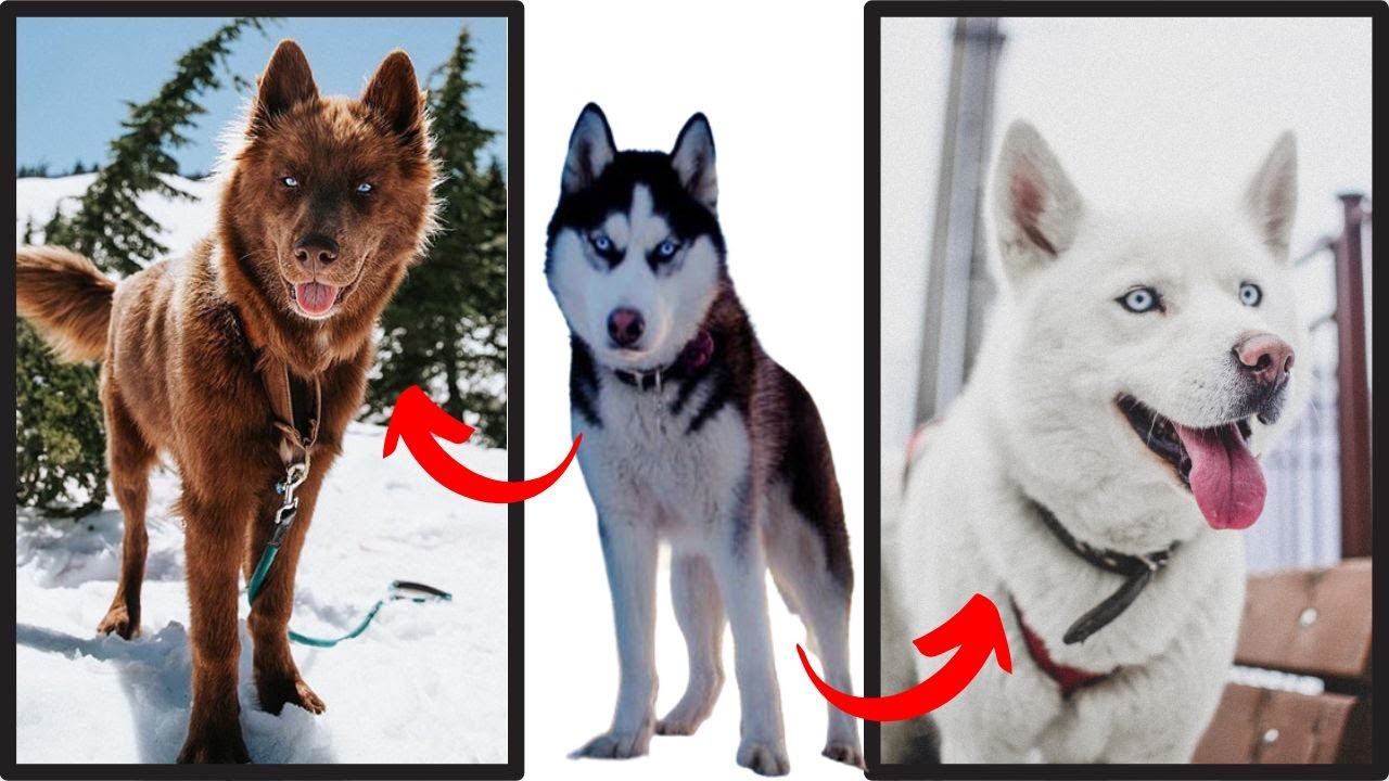[TOP 10 MOTIVOS] Para ter um Husky Siberiano!!