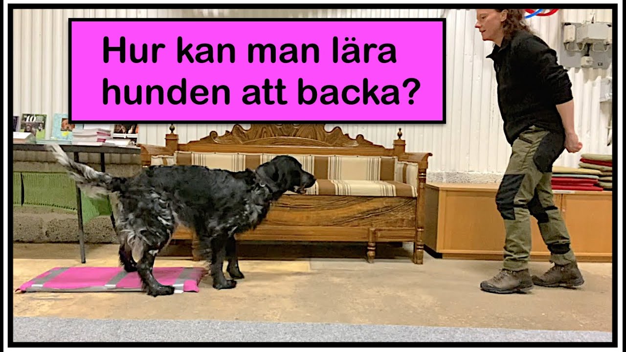 Hur kan man lära hunden att backa?