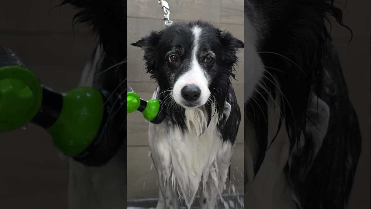 This Border Collie Chose Violence