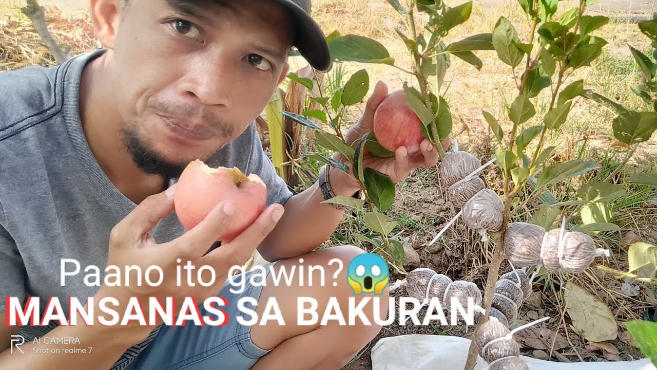 PAANO mag  MARCOTTE ng MANSANAS at PAANO mag patubo ng buto ng APPLE 🍏+TUTORIAL TIPS BY GHA AGRI TV.