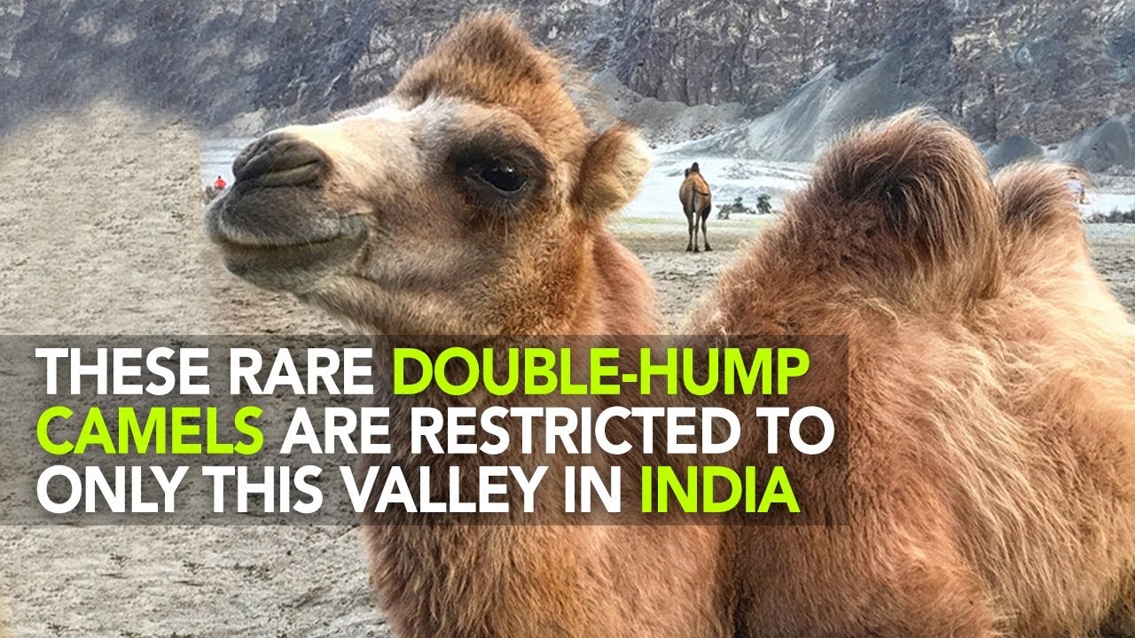 The two humped camel of Ladakh | Curly Tales