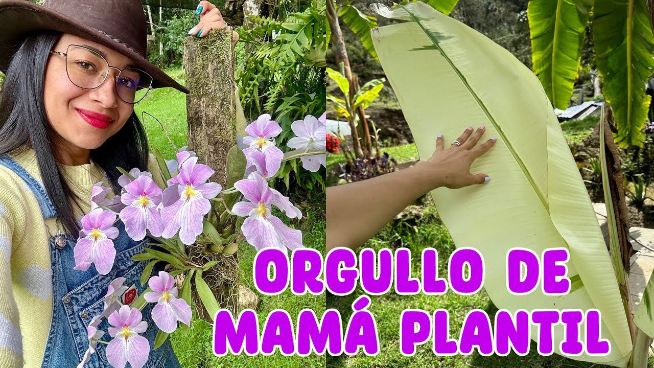 Plantas que me tienen muy orgullosa porque están muy lindas y han crecido mucho │Candy Bu