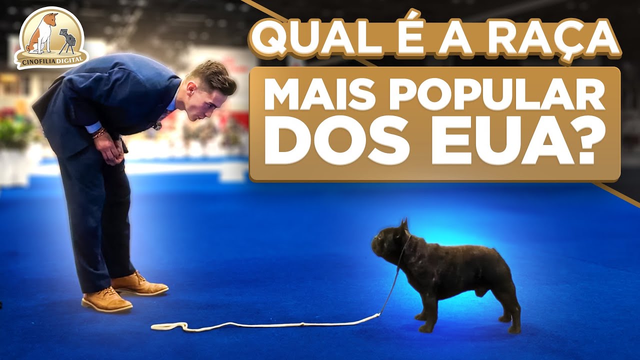 Buldogue Francês | Fred e Tinttoreto brilhando nos USA | Cinofilia Digital
