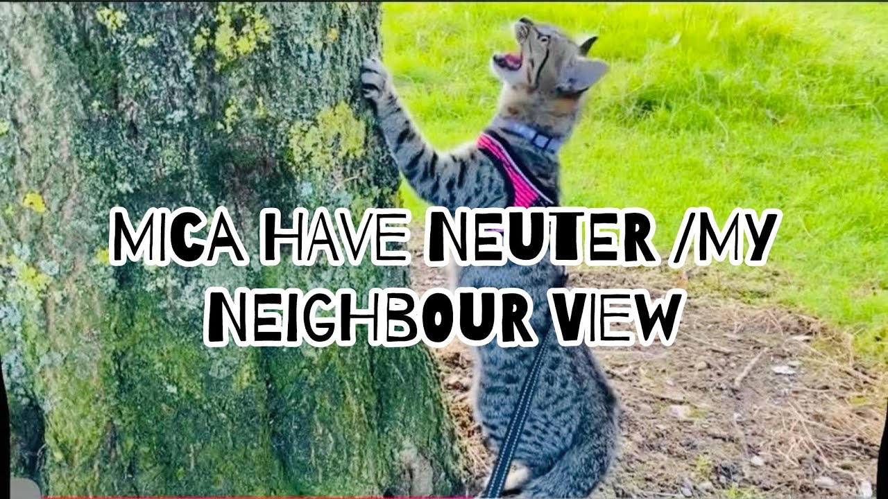MICA HAVE NEUTER /MY NEIGHBOUR VIEW || Pysia Zabek