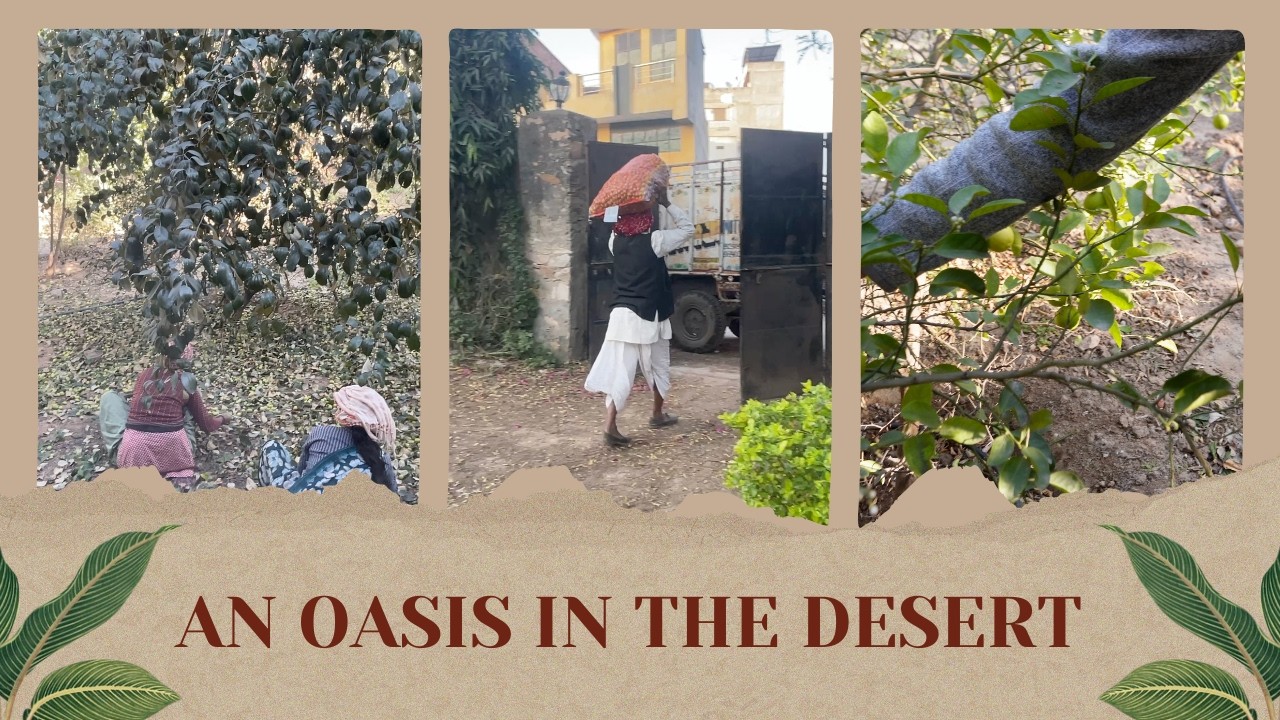 An Oasis in the Desert: Jujube Harvesting in Rajasthan