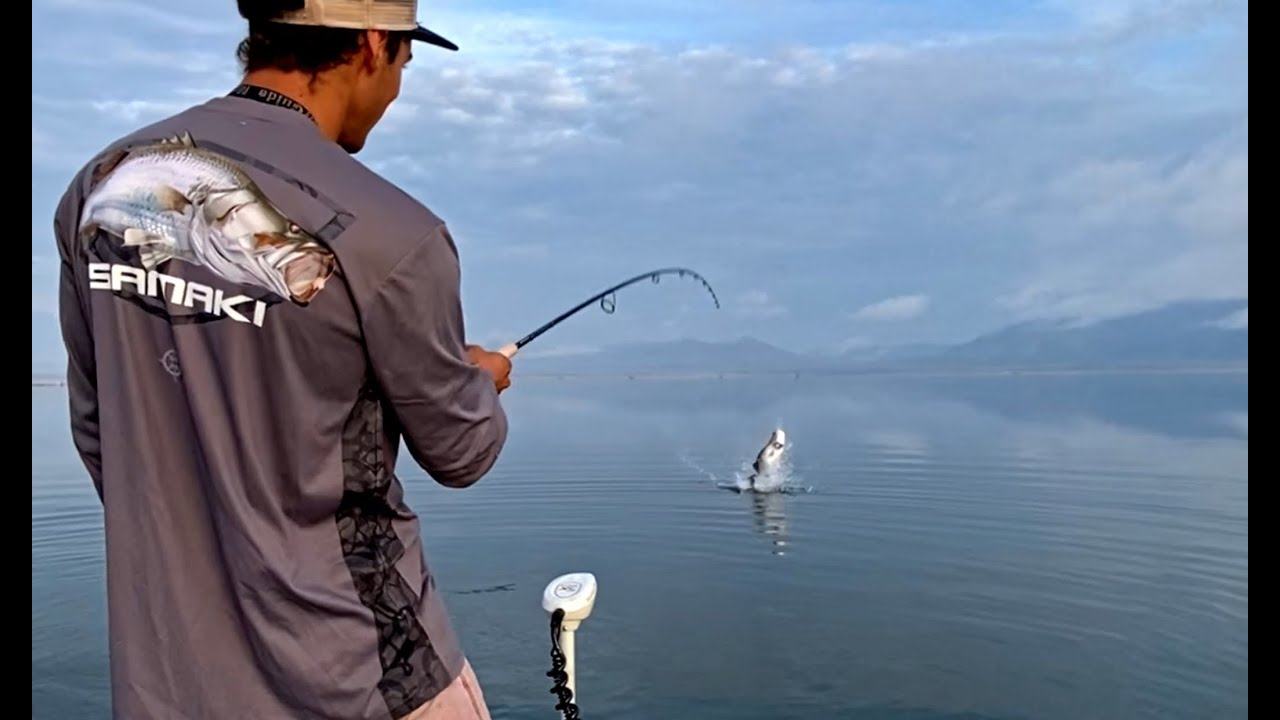 Catching Big Barramundi - Surface bites and massive jumps