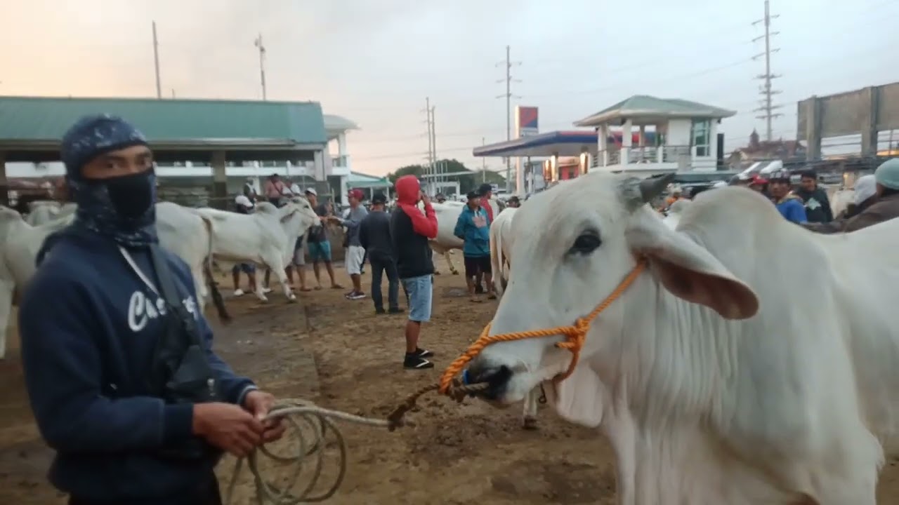 Sitwasyon ng bakahan.(Jan.30, 2026) #viralvedio #livestock #cattle #cow #bulls 