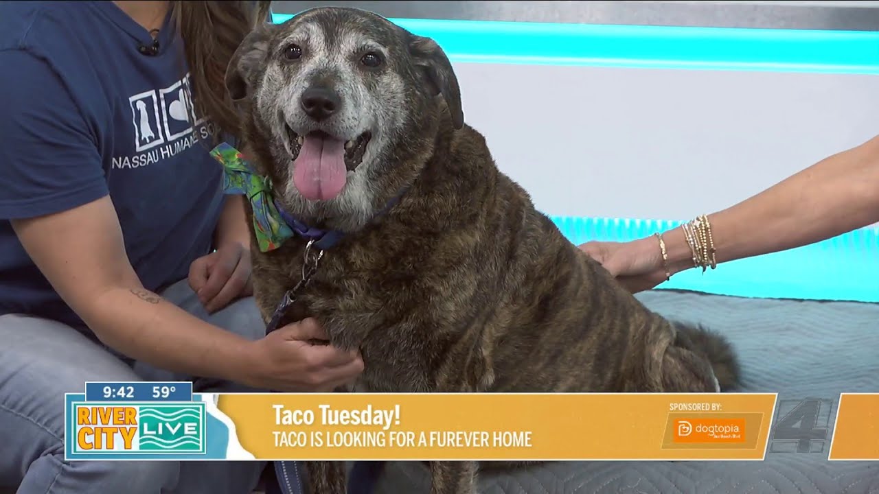 Passion 4 Pets: Taco is looking for his furever home