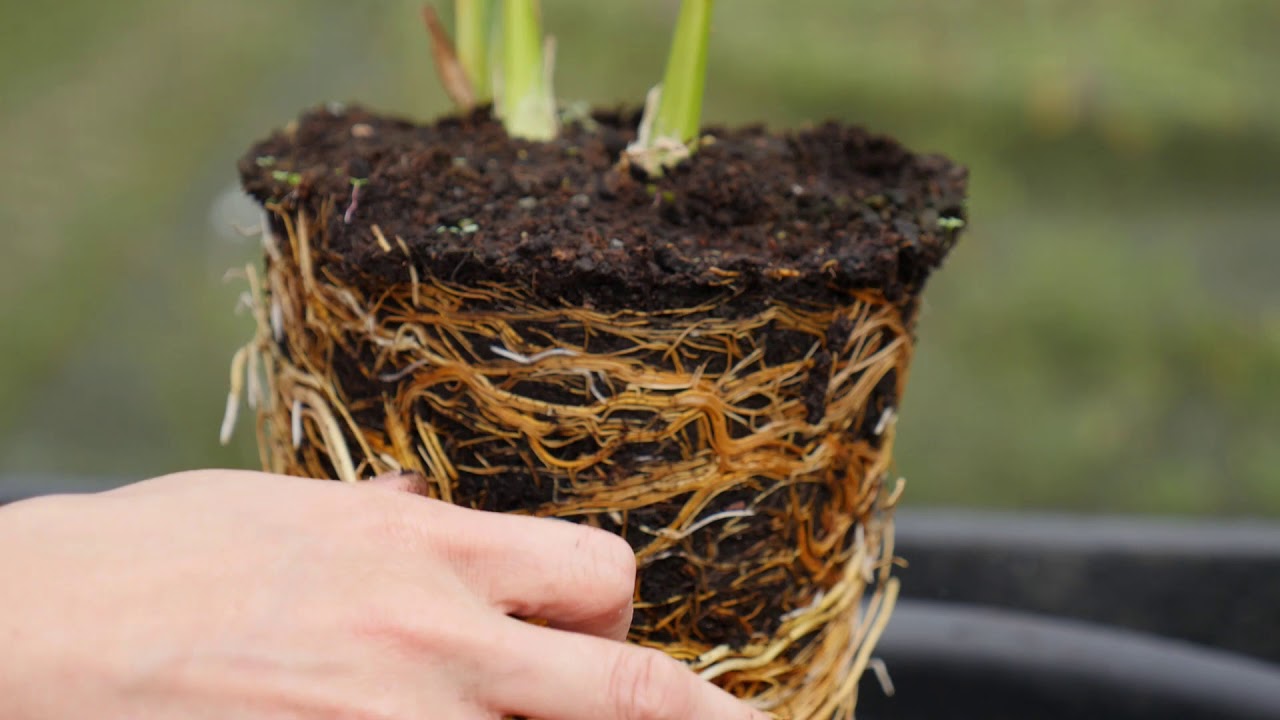 Hemerocallis Daylily - splitting plants