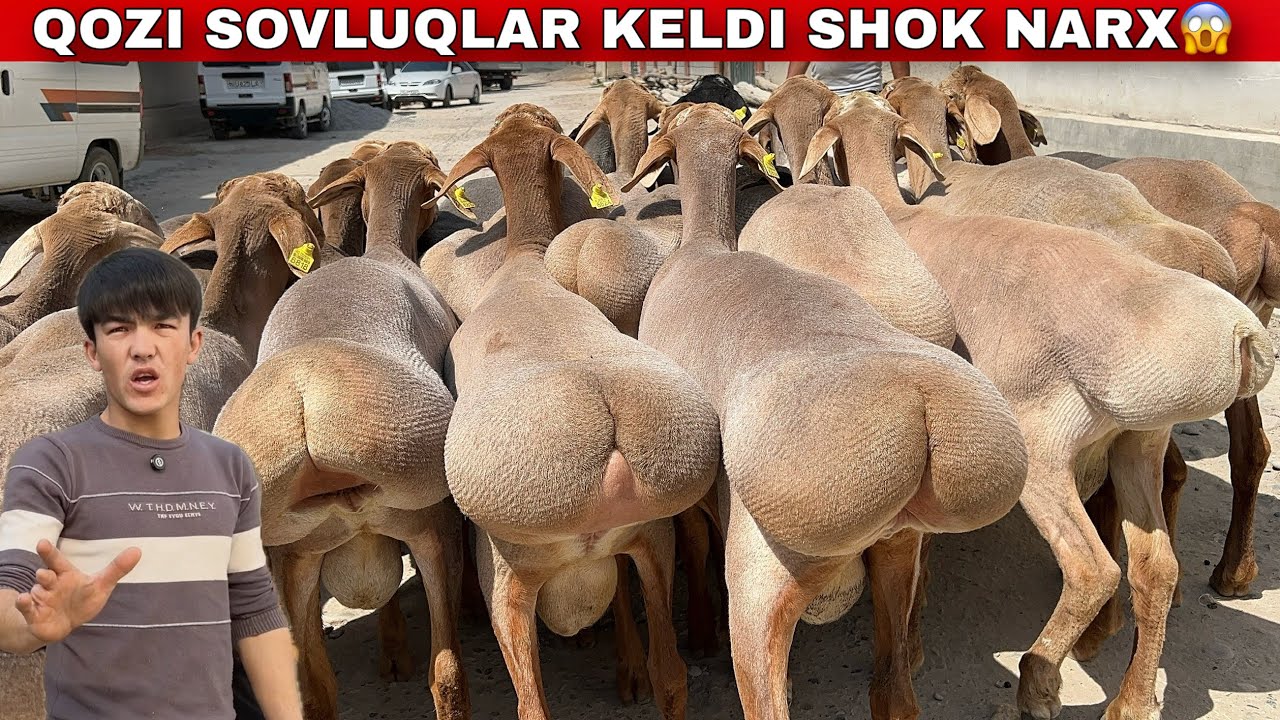 🇰🇬 ARASHAN QOZI SOVLUQLAR + DAXSHAT QOCHQORLAR — NARX SHOK!