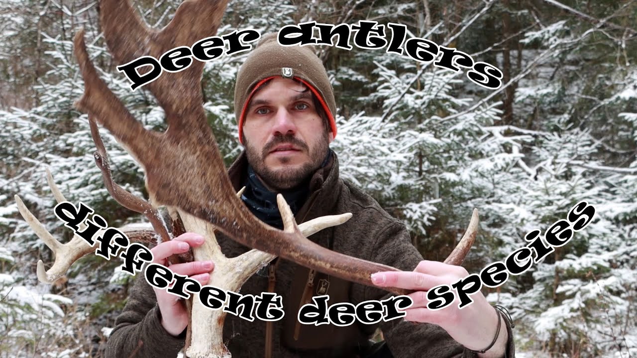 Narava, divjad, lovstvo - Rogovje različnih vrst jelenov/Antlers of different deer species EP02