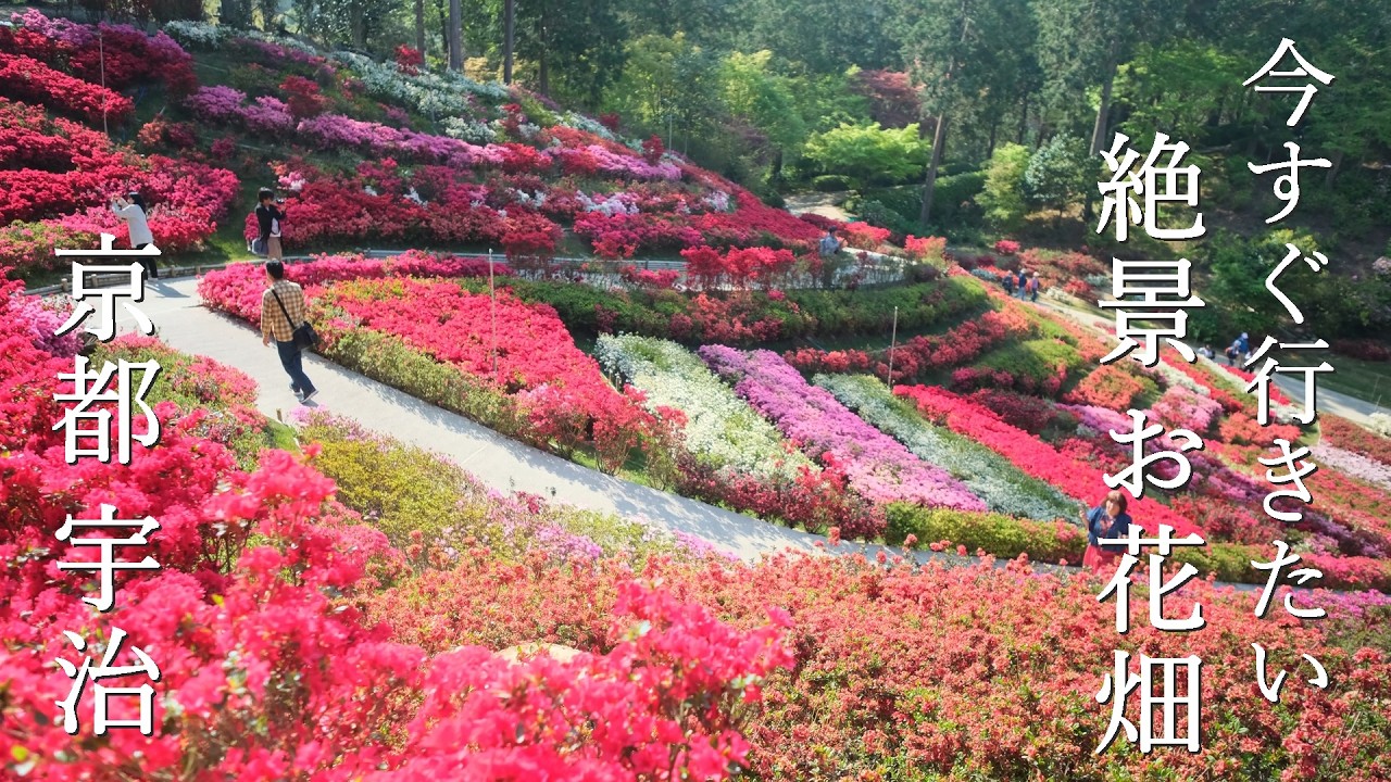まるで不思議の国のアリスの世界　鮮やかな赤が彩る 秘密の花園～初夏の京都 花巡り｜藤｜山吹｜霧島ツツジ｜里桜｜シャクナゲ｜
