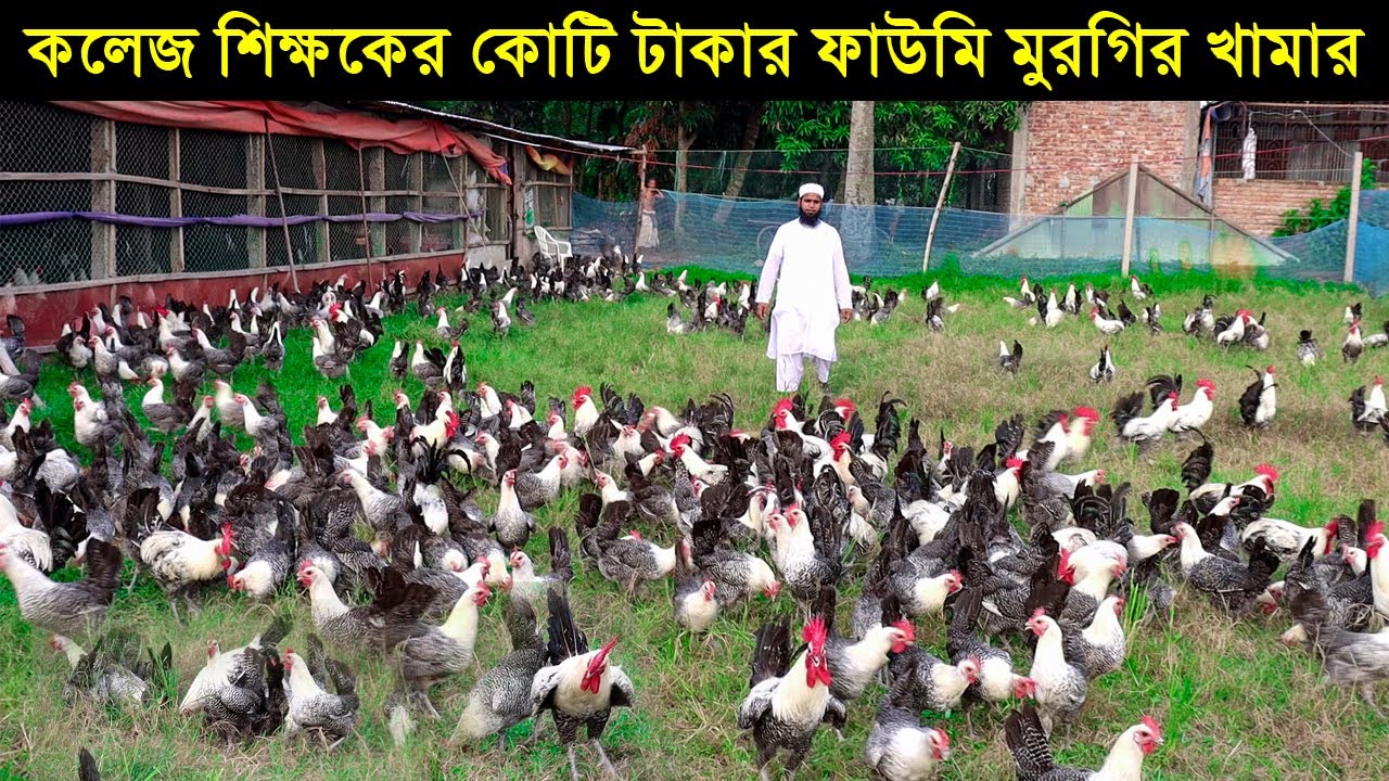 কুমিল্লায় কলেজ শিক্ষকের কোটি টাকার ফাউমি মুরগির খামার। বাংলাদেশের সবচেয়ে বড় ফাউমি মুরগির খামার।
