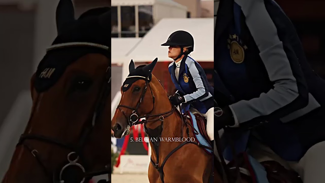Top 5 Horse Breeds for Showjumping ✨ #horse #equestrian #jump