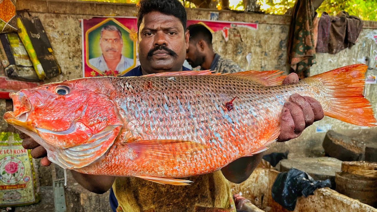 KASIMEDU 🔥 SPEED SELVAM | HUGE ORANGE SNAIPPER FISH CUTTING VIDEO | 4K VIDEO | CS FISH CUTTING