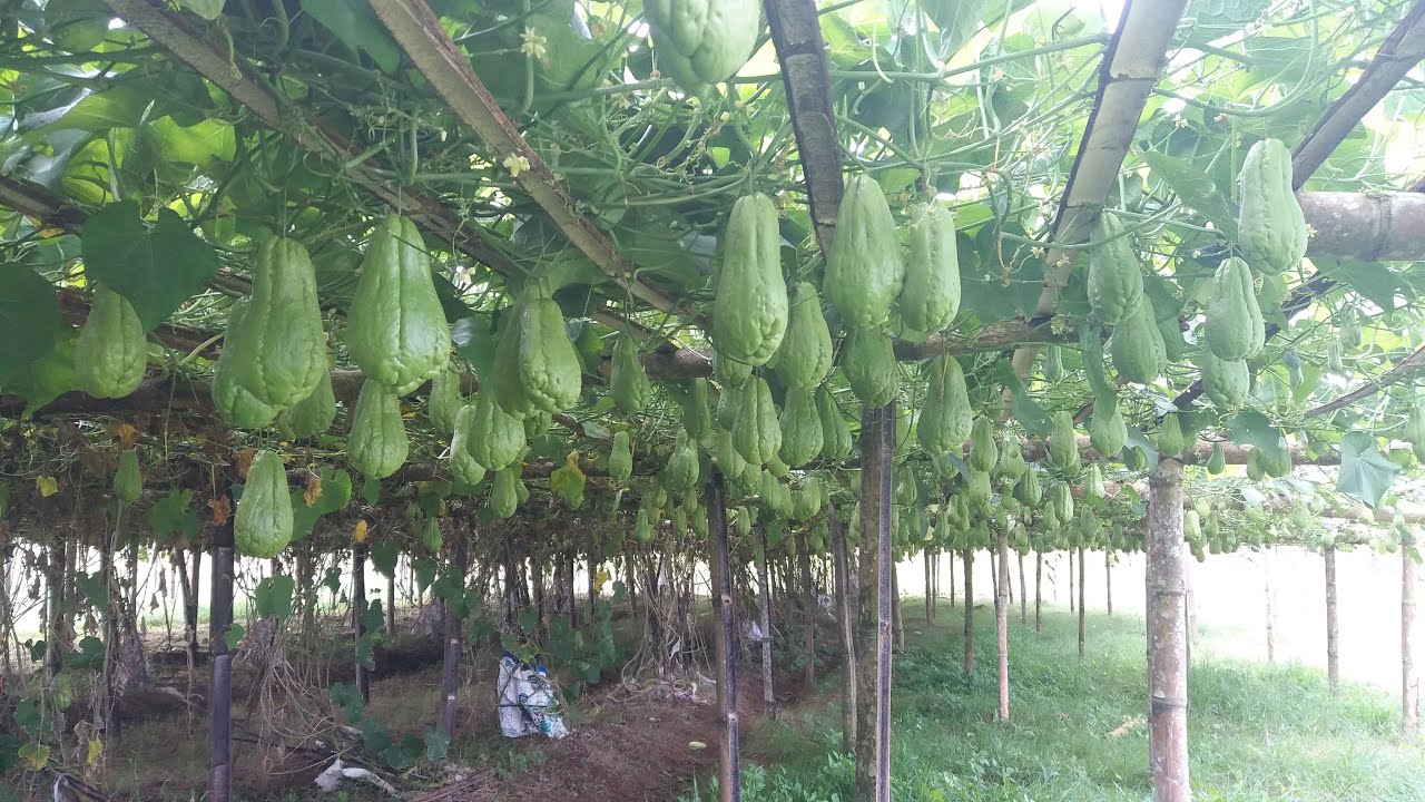 Labu Siam (Budidaya) .........part 2