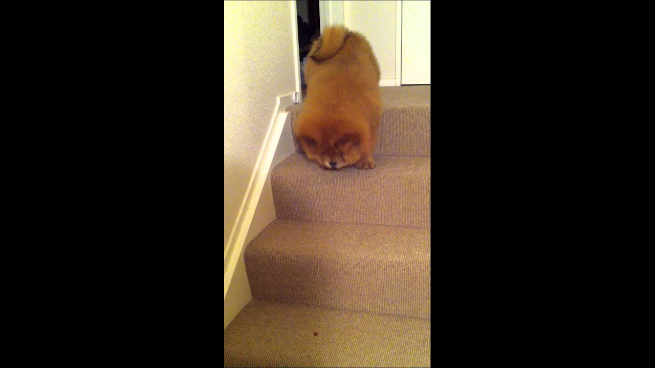 Hippo the Chow Chow 9 weeks old
