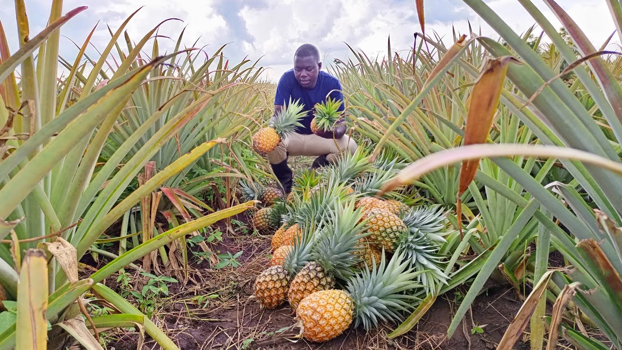 Pineapple Farming Unveiled: Secrets to Making Millions in Uganda!