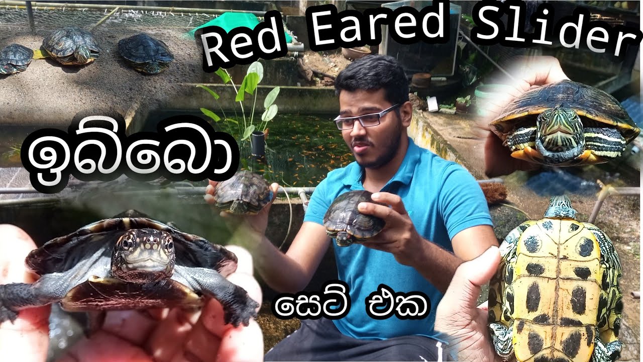 Red Eared Slider| 🐢ඉබ්බො Set එක🐢| New Ishan Aquarium