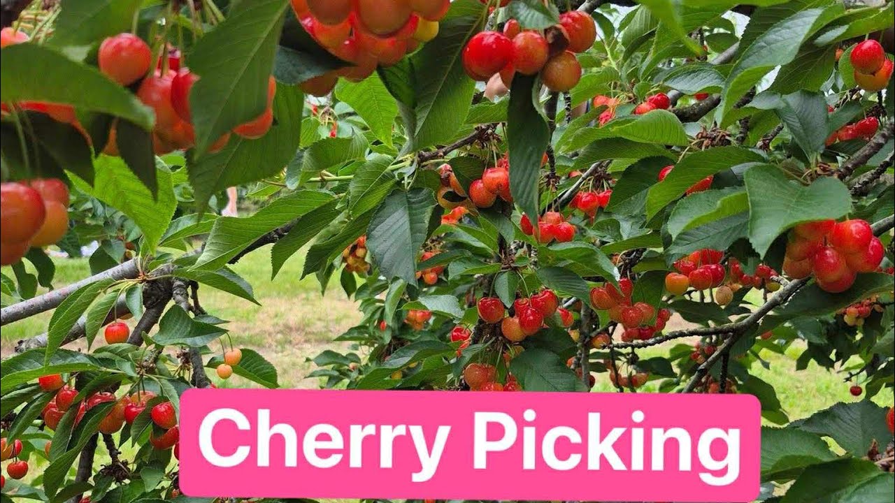 CHERRY PICKING 2025 at ROWANDs FARM