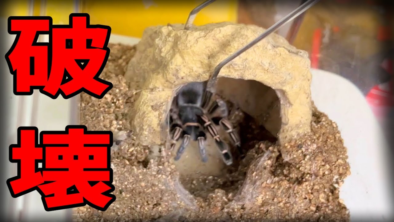 タランチュラのお家ぶっ壊します