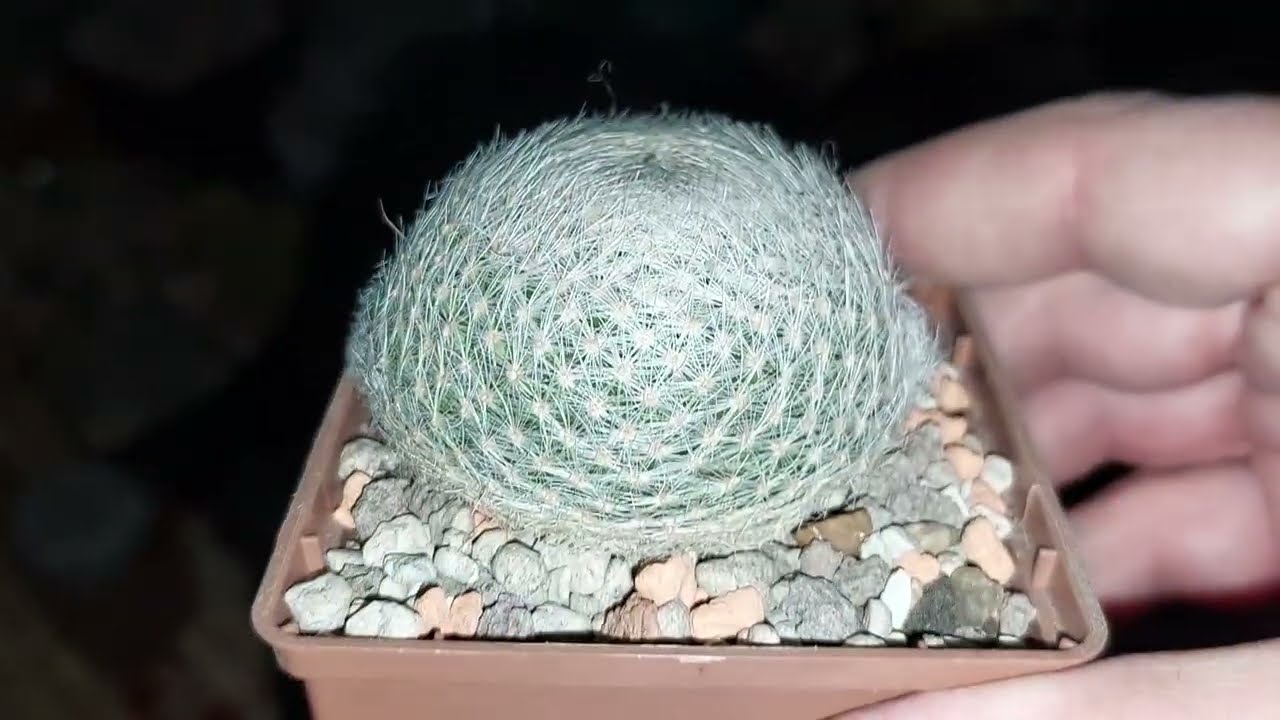 А поговорить? Пересаживаю кактусы🌵