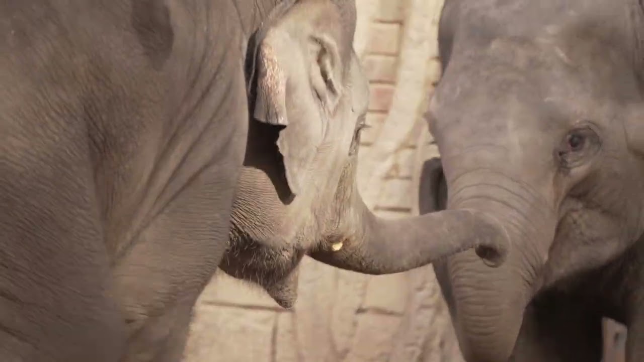 elephant video zoo 4k,Elefanten Baby Akito and Bao Ngoc,Zoo Videos@ZooLeipigGermany