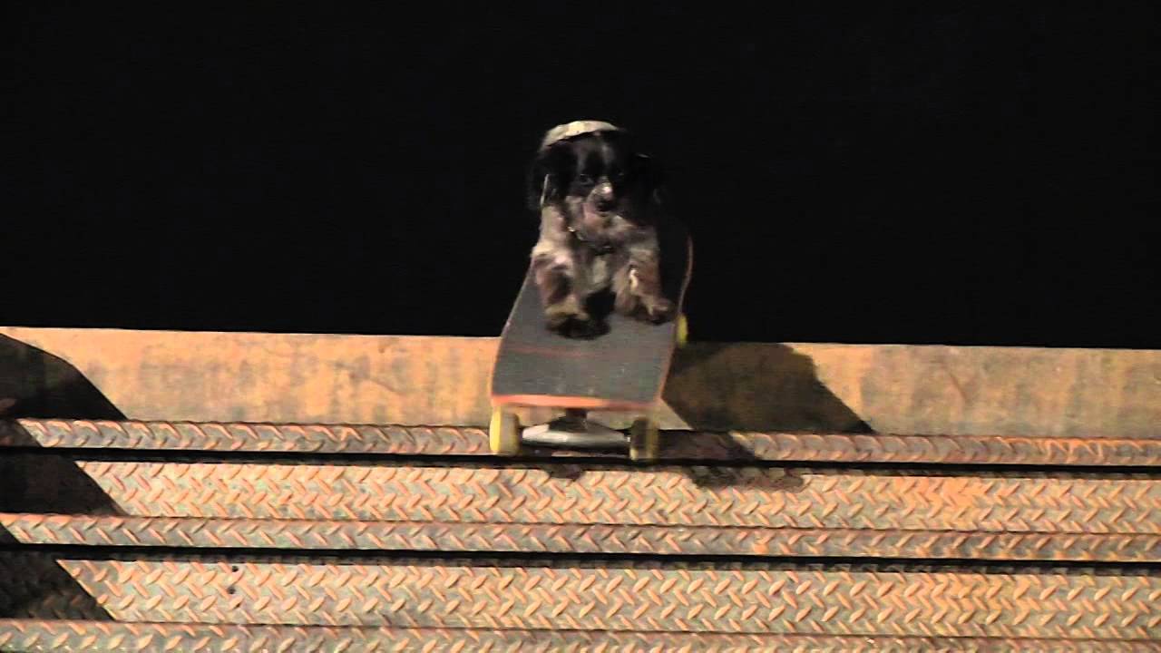 Murdy - Barkin!