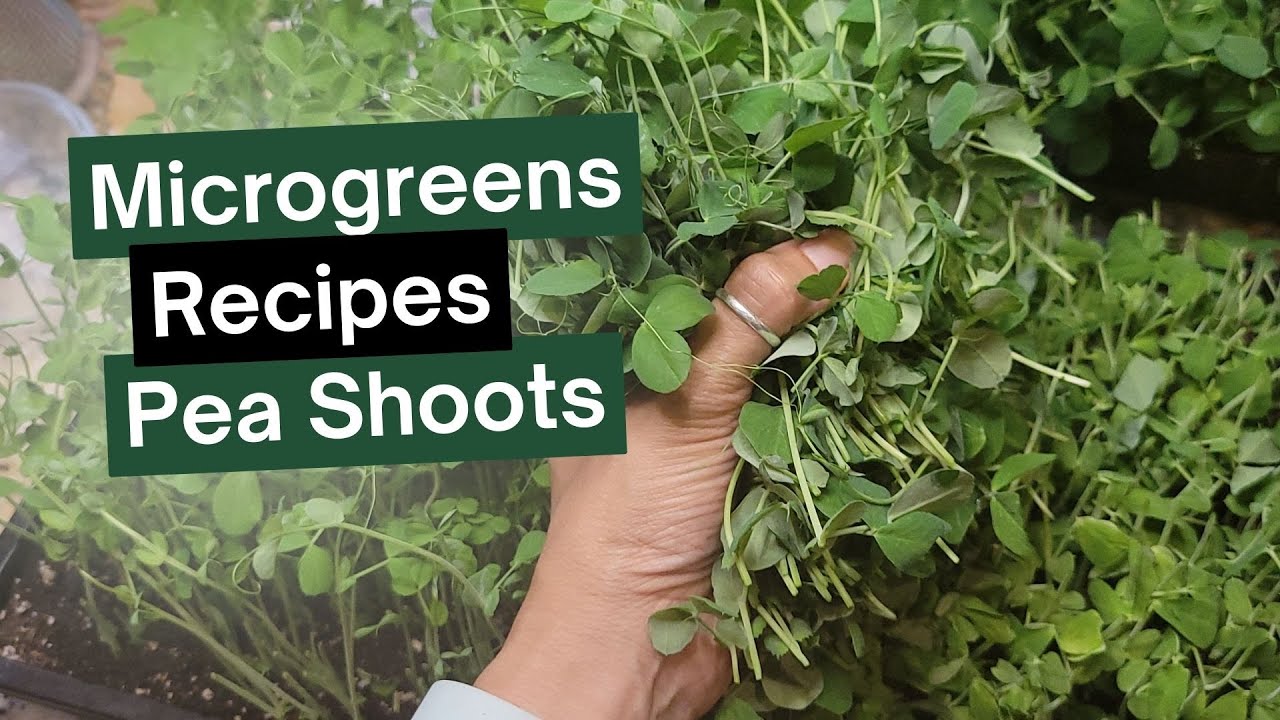 Microgreen Recipes: 4 Easy Pea Shoot Dishes