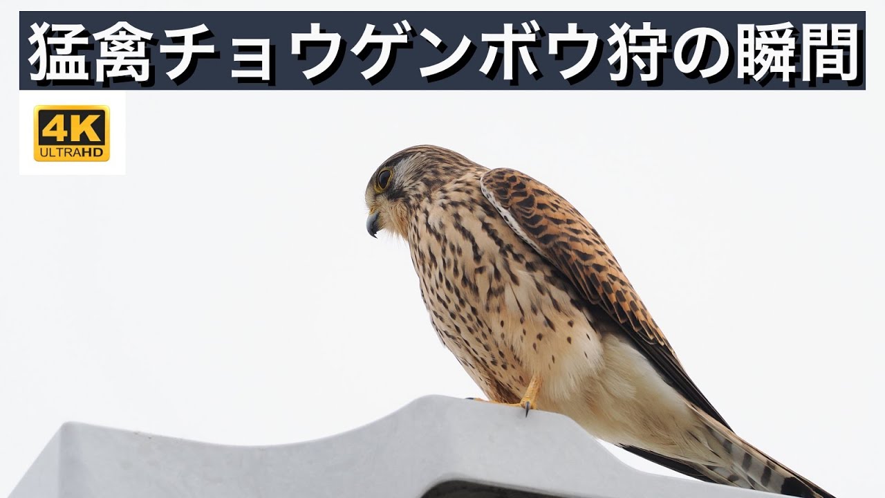 猛禽チョウゲンボウ狩りの瞬間！