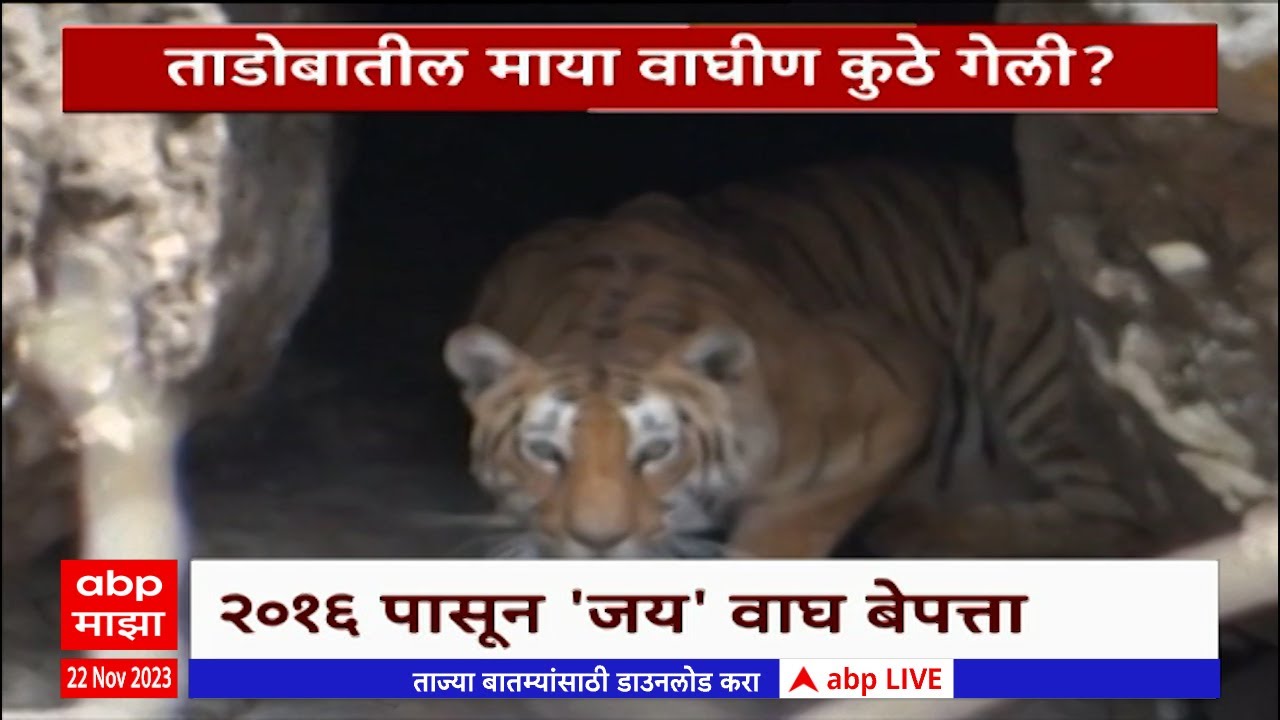 Special Report Tadoba Tiger : जंगलातले वाघ कुठे गायब होतायत? 'जंगलाचा राजा' जंगलातच हरवला