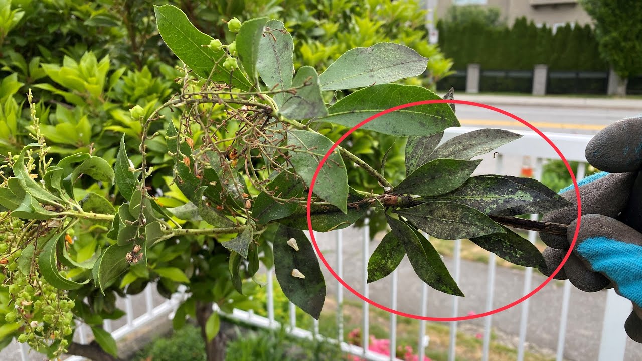 Annual Maintenance Prune, Pieris Japonica - May 28, 2023