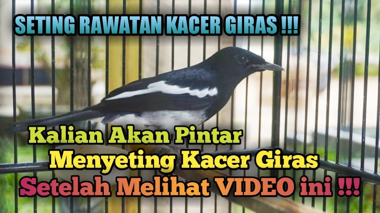 CARA MENYETING KACER GIRAS UNTUK LOMBA