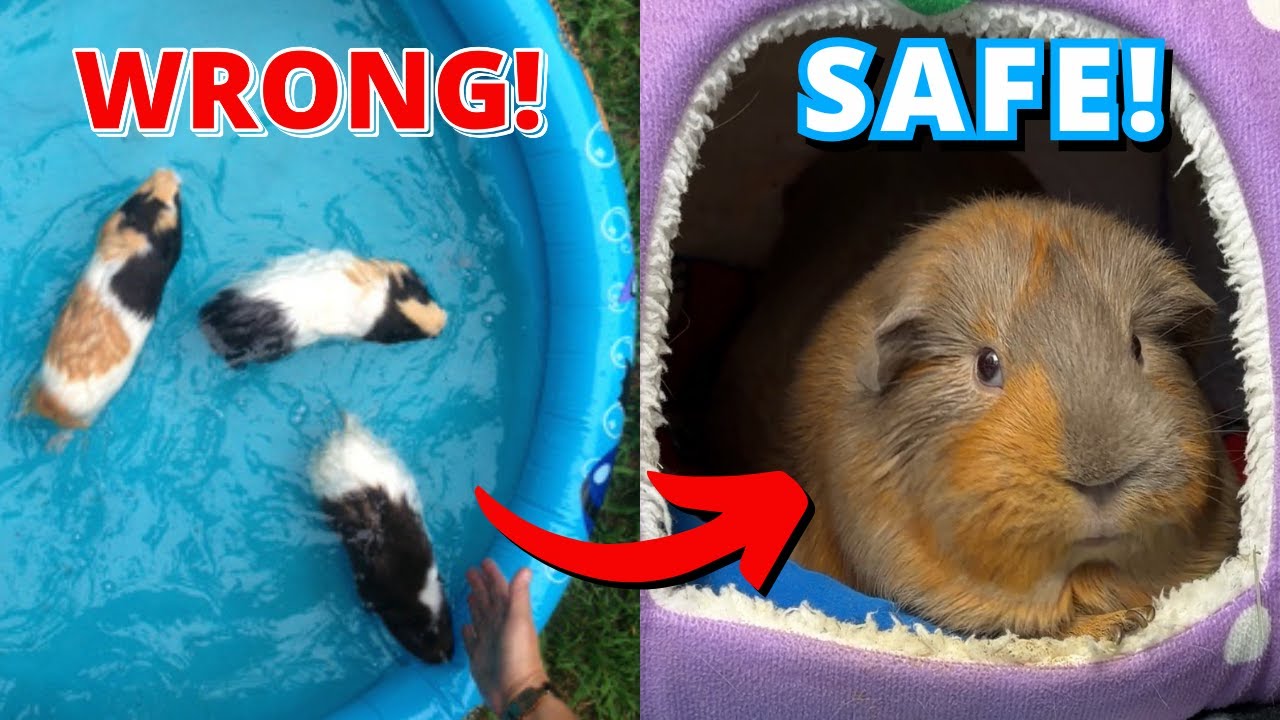 Stop Doing These 5 Things to Your Guinea Pig (You're Not Alone)