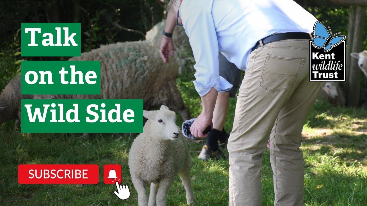 Talk on the Wild Side Podcast - Trailer