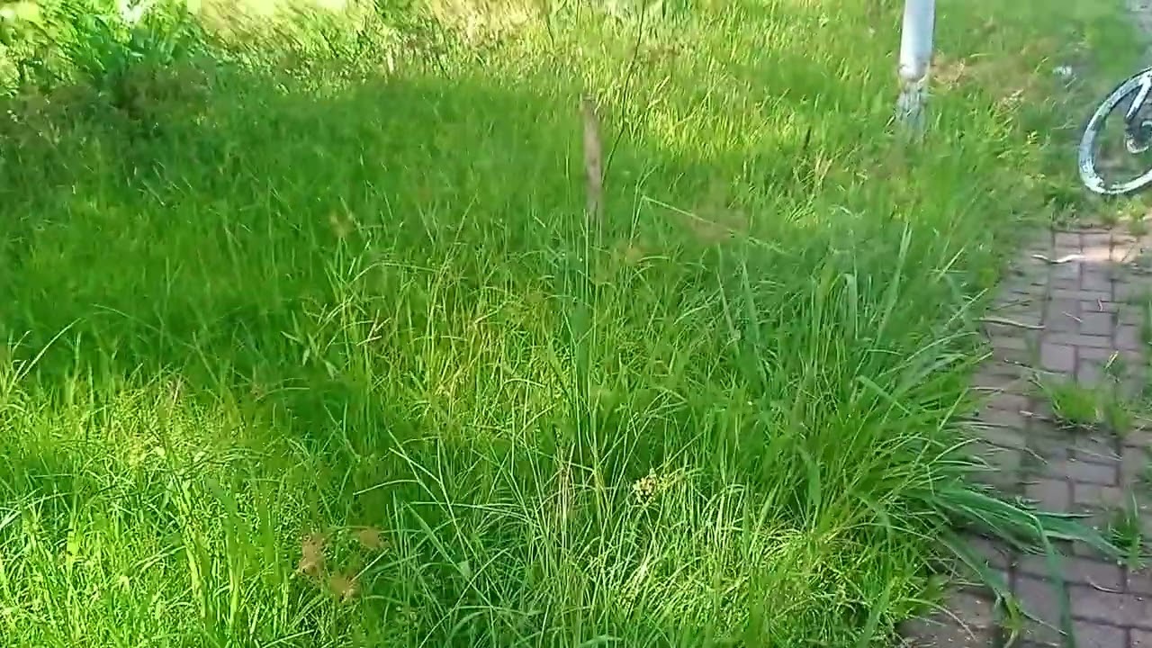 Levei meu coleira na mata. Veja o que aconteceu