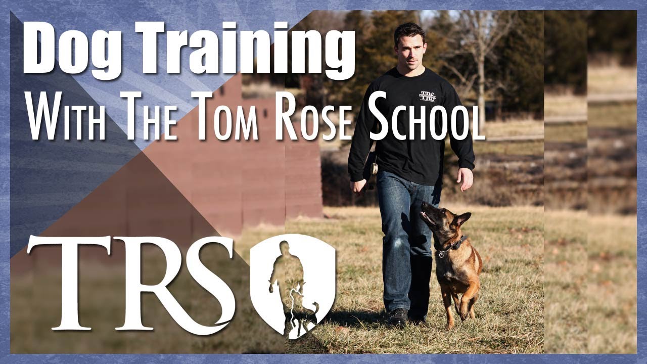 Professional Dog Training With The Tom Rose School