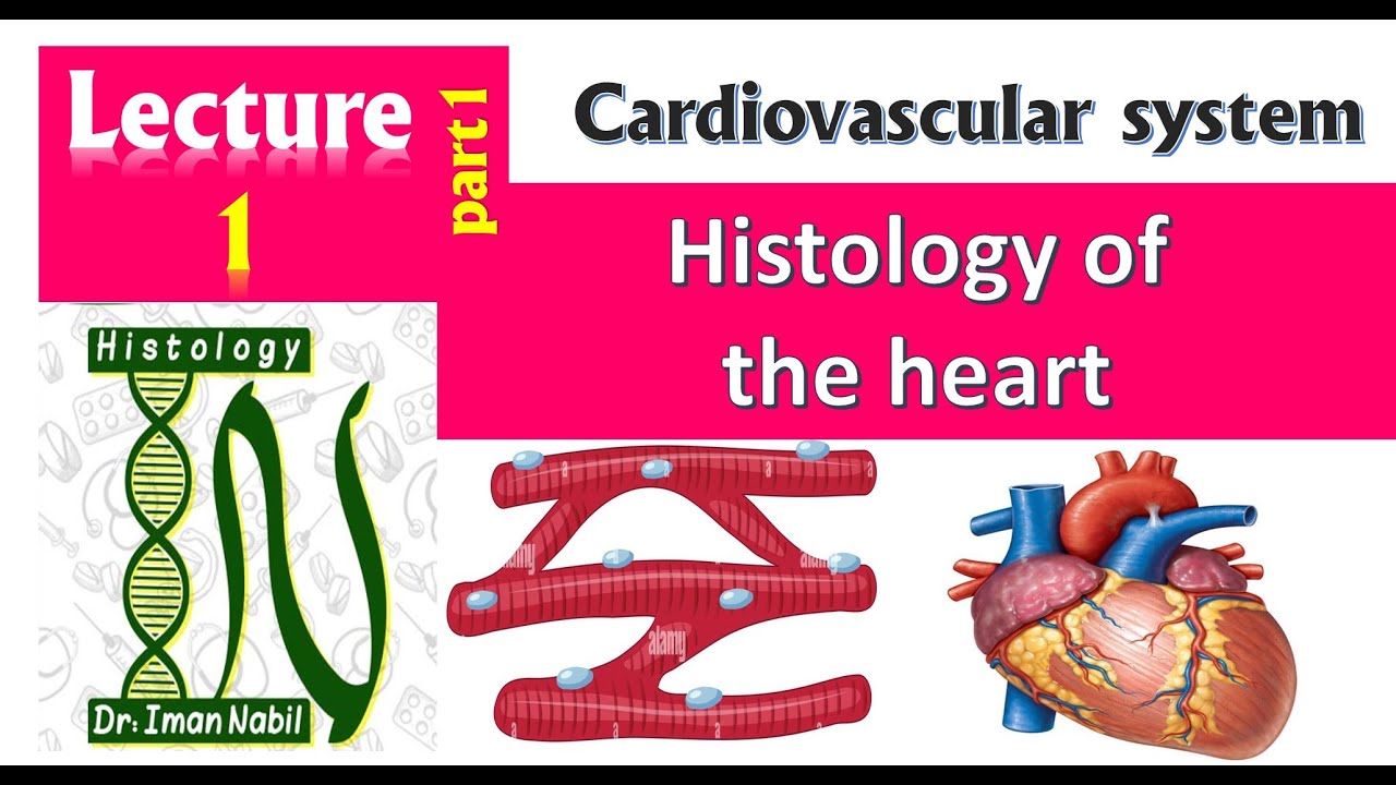 1b- Histology of the heart part2 and conducting system-Cardiovascular system