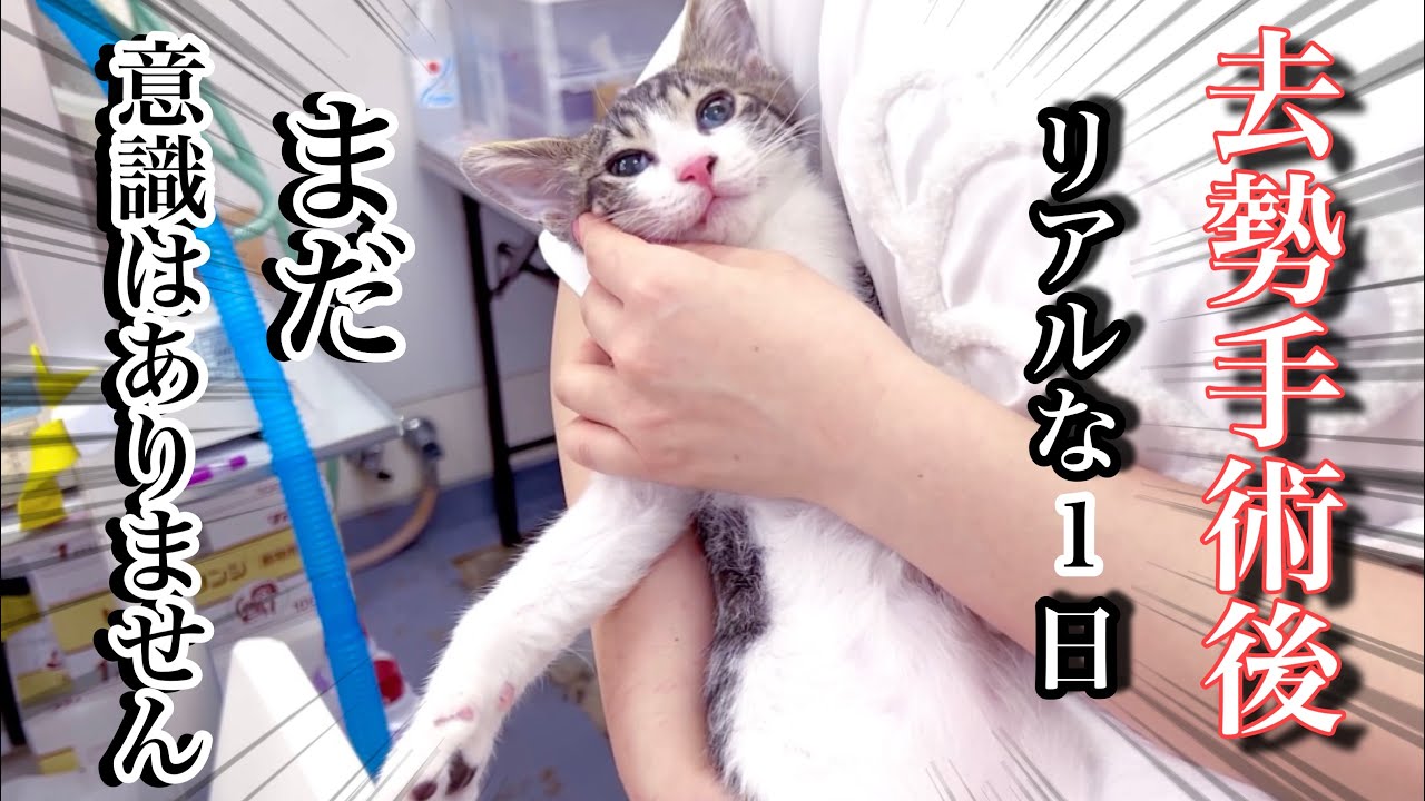 【去勢手術】術後から覚醒、帰宅後嘔吐から通常に戻るまで /Japan Cat Spay 【保護子猫】