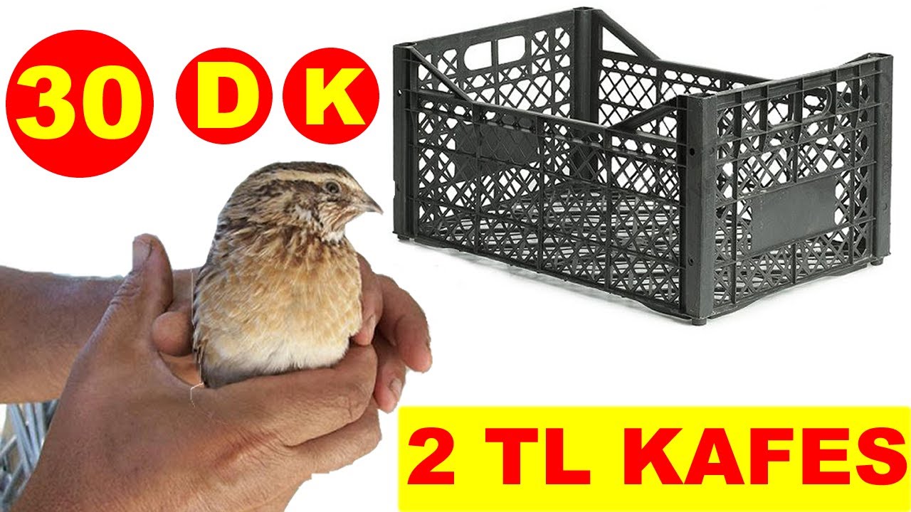 Мы сделали бесплатную клетку для перепелов | Изготовление клеток | Перепела