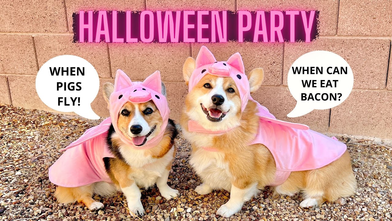 Dogs Have HALLOWEEN PARTY!