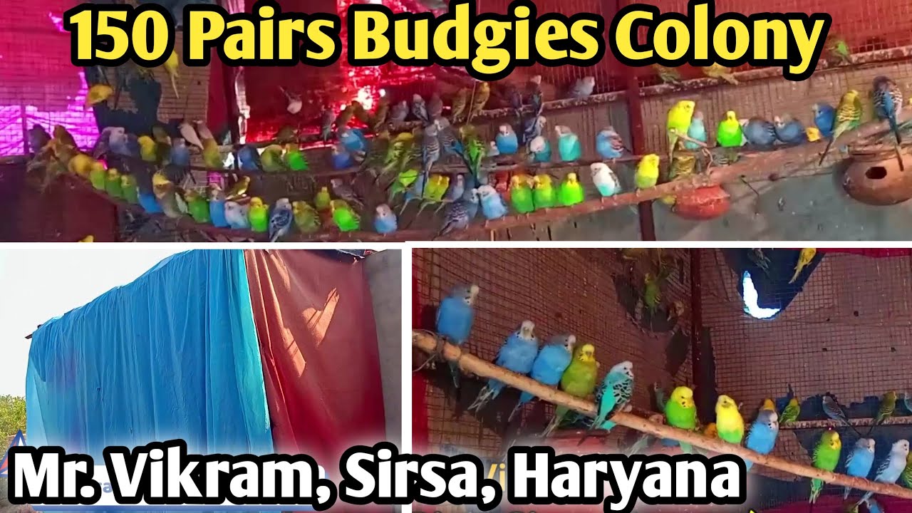 150 Budgies Parrot Successful Breeding Colony | Mr. Vikram, Distt. SIRSA, Haryana | 4 Pair से शुरुआत