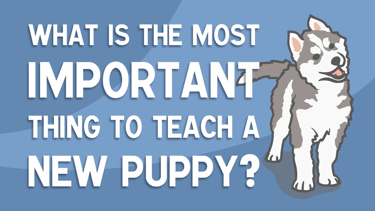 The MOST Important Thing To Teach A New Puppy - SOCIALISATION